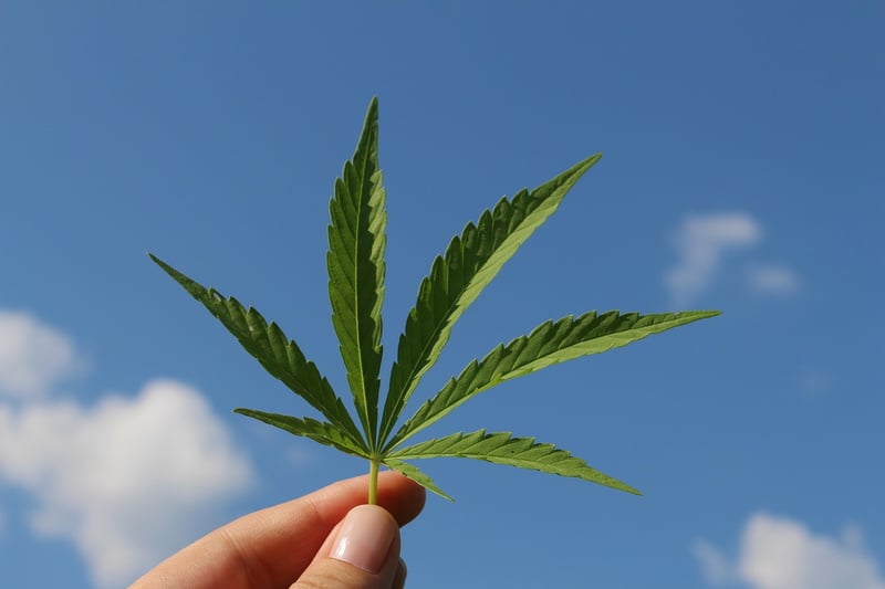 Hemp