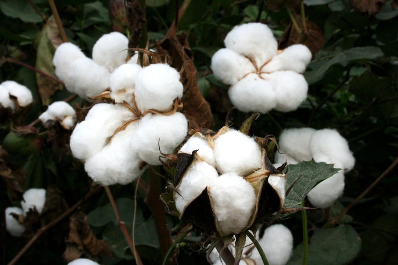 Organic Cotton